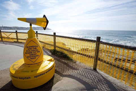 Operation Crayweed: Art-Work-Site - Sculpture by the Sea, 2016